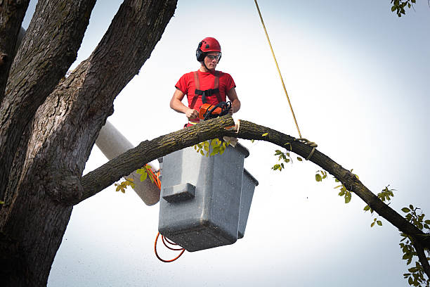 Best Emergency Tree Removal  in Peoria Heights, IL