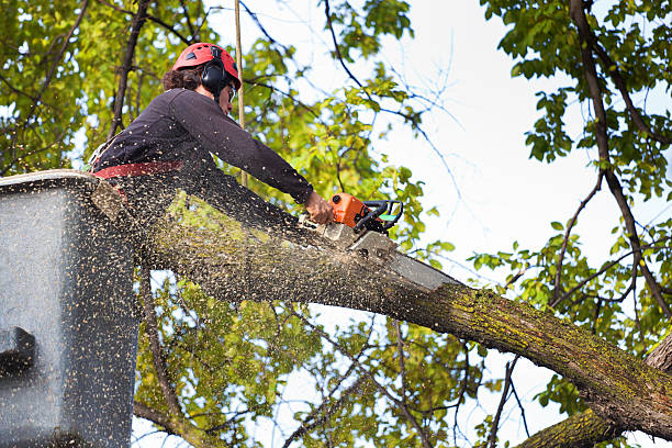 Best Tree Mulching  in Peoria Heights, IL